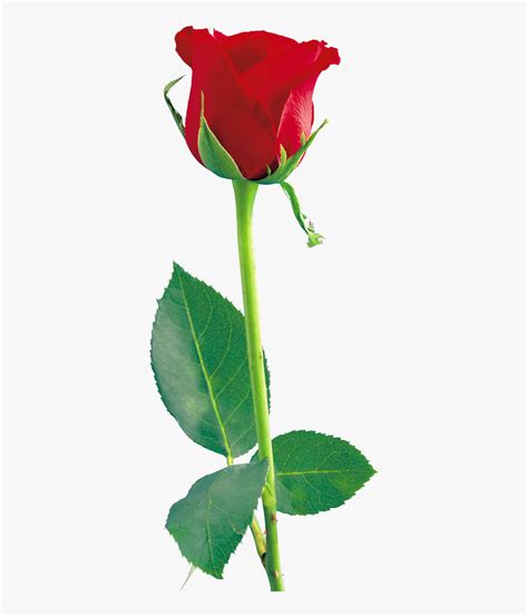 Photo Of Single Red Rose Flower Best Flower Site