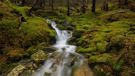 Water Stream Between Algae Covered Rocks Stones Forest Background Hd