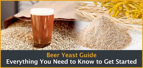 beer yeast guide for beginners all the different types and strains