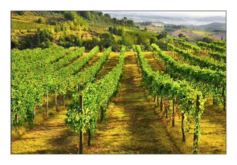 La Vigne En Toscane Photo Et Image Paysages Paysages De Campagne