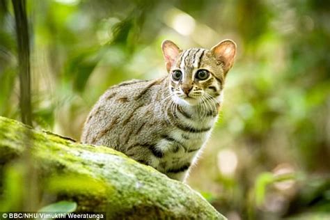 Smallest Wild Cat In The World