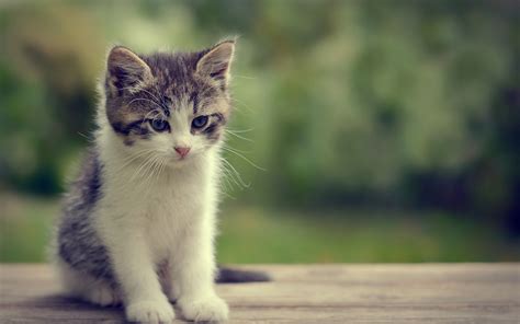 Posts must feature a kitten that is alive and safe at the time the photo was taken or during the video. kittens, Kitten, Cat, Cats, Baby, Cute, S Wallpapers HD ...