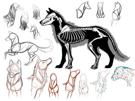 Anatomy Of A Wolf Anatomical Charts And Posters