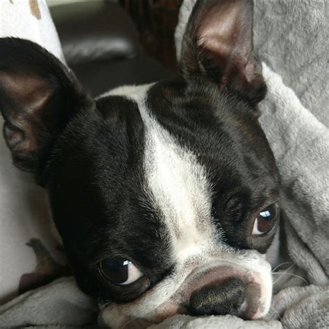 Boston Terrier Other Posh Love From Iggy Poshmark