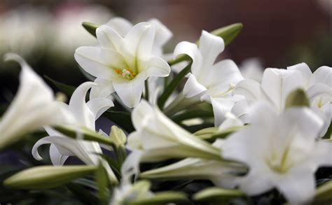 Lilies Rich With Symbolism Of Easter And Spring The Blade