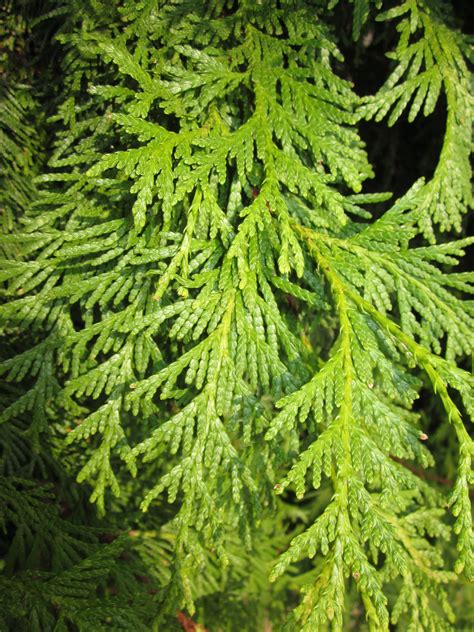 Maybe you would like to learn more about one of these? TREE: Thuja occidentalis (Arborvitae, Northern White Cedar ...