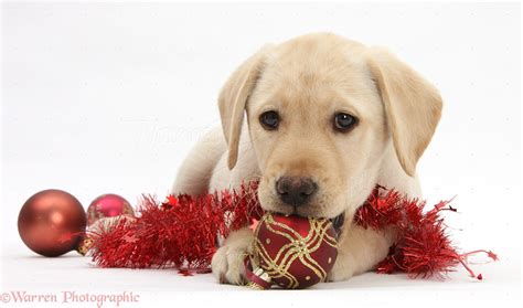 Adorable Labrador Retriever Christmas Decorations L2sanpiero