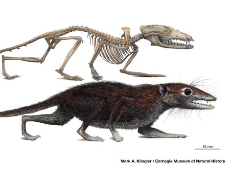 Did Sex Drive Mammal Evolution Paleontology World