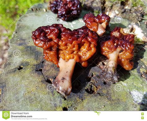 False Morel Mushroom Stock Photo Image Of Nature