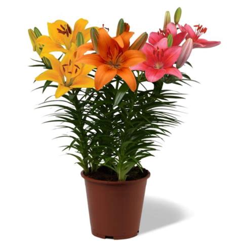 Lilium Asiatic Pot Lily Looks Bloom Fusion Series Pink Cheeked Parro