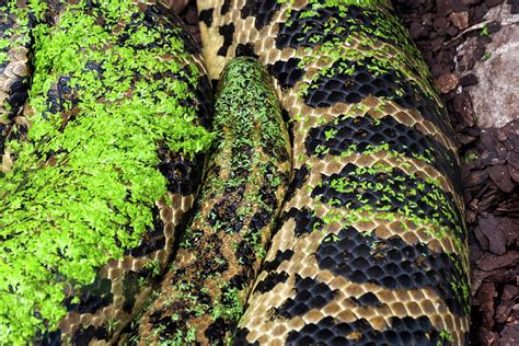 Yellow Anaconda Snake Photograph By Artur Bogacki Fine Art America