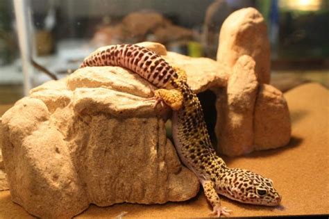 Leopard Gecko Habitat A Guide To The Ideal Tank Setup