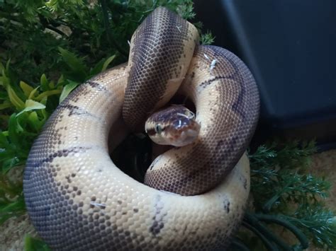 The Complete Royal Python Care Guide In 10 Minutes