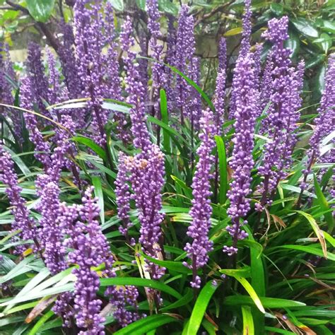 Liriope muscari 'Royal Purple', Lilyturf 'Royal Purple' in GardenTags ...