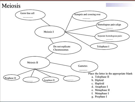 The term diploid is derived from the greek diplos meiosis occurs by a series of steps that resemble the steps of mitosis. Biology Archive | November 7, 2013 | Chegg.com
