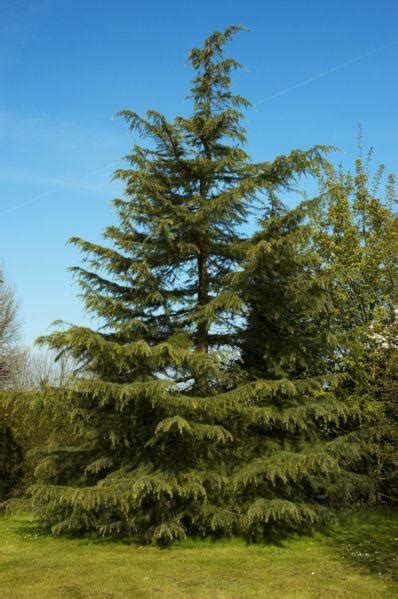 Cedrus Deodara The Site Gardener