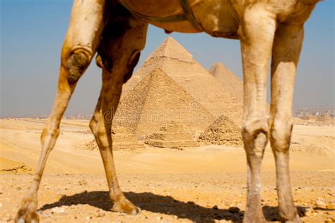 Pirámides Enmarcadas A Través De Las Piernas Del Camello