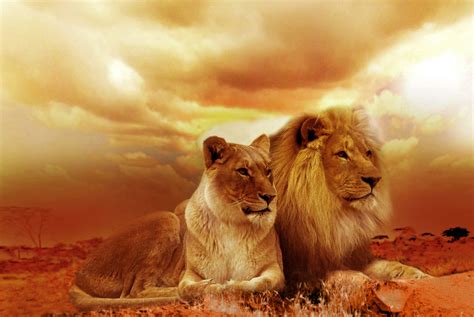 African Lion And Lioness Wallpaperhd Animals Wallpapers4k Wallpapers