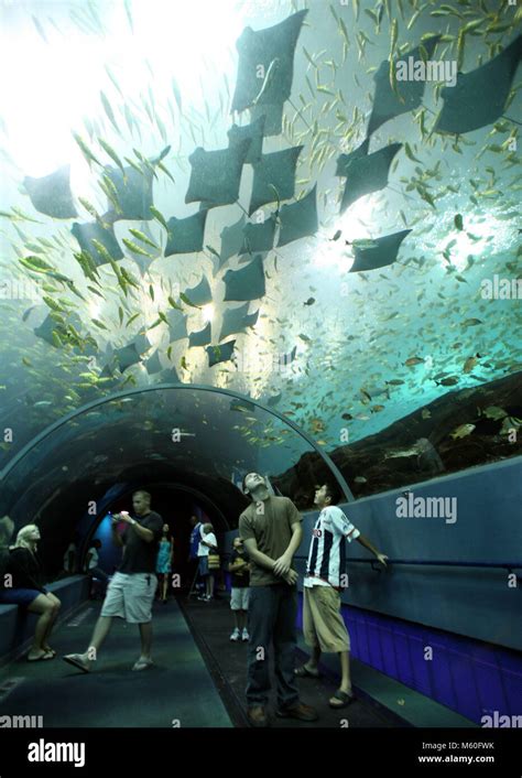 Visitors To The Georgia Aquarium Watch Fish And Rays Swim In Their Tank