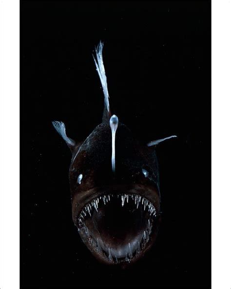 Prints Of Deep Sea Anglerfish Melanocoetus Sp Female With Lure
