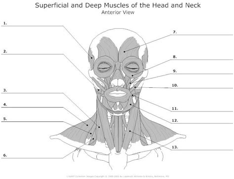 Superficial And Deep Muscles Of The Head And Neck Anterior View