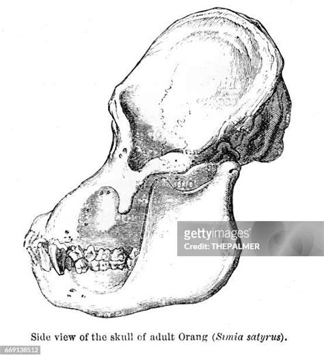 Ape Skull Photos And Premium High Res Pictures Getty Images