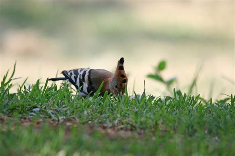 Hoopoe Bird Pecking Free Stock Photo Public Domain Pictures