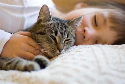 Caring For Your Cat Pawversity