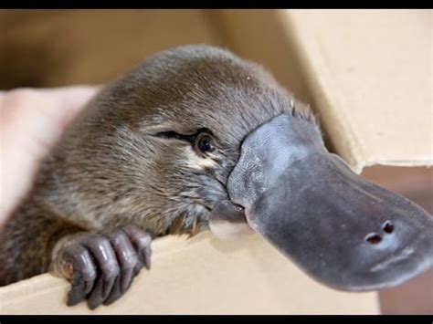 Netizens lost their calm when a twitter user uploaded a super cute picture of what seemed like a baby platypus in someone's palms on february 13. Platypus. The Worlds Strangest/ Cutest Animal - YouTube