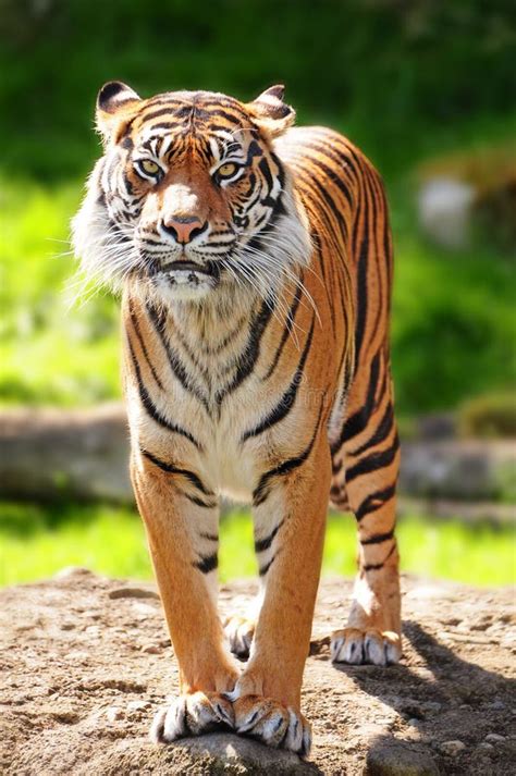 Tiger Standing Up Stock Photos Download 170 Royalty Free Photos