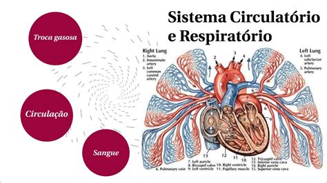 Sistema Circulatório E Respiratório Aula Completa Youtube