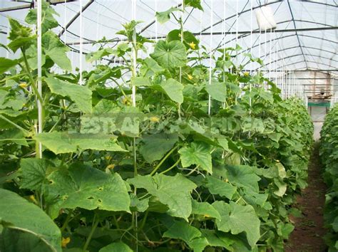 We did not find results for: Grow Cucumbers in the Greenhouse: the Main Agricultural ...