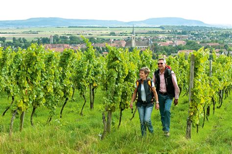 Les Vendanges Une Belle Saison Pour La Basse Franconie Emag Du Calvados