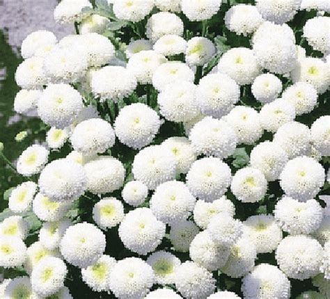 Flower Chrysanthemum Snow Ball Chrysanthemum Premierseedsdirect