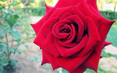 The beauty of a red rose flower lies in its color, petals and shape. Big Red Rose - 1900 x 1188