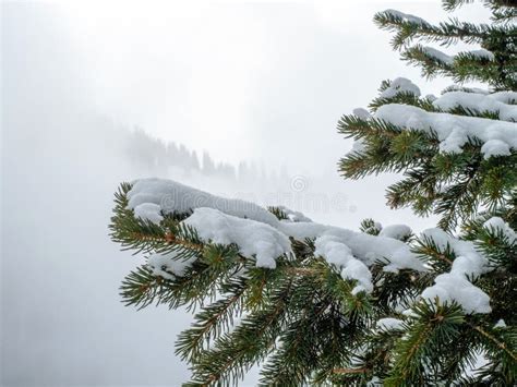 Snow Covered Spruce Branches On A Foggy Day Winter Mountain Landscape