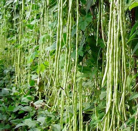 The vegetable is one kind of vegetables that we can easily find everywhere, almost every vegetable traders sell it. UN METRO RAMP Yard Long Beans | Organic vegetable seeds ...
