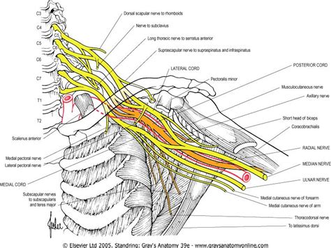 Innervation Brachial Plexus Brachial Plexus Products Nerve