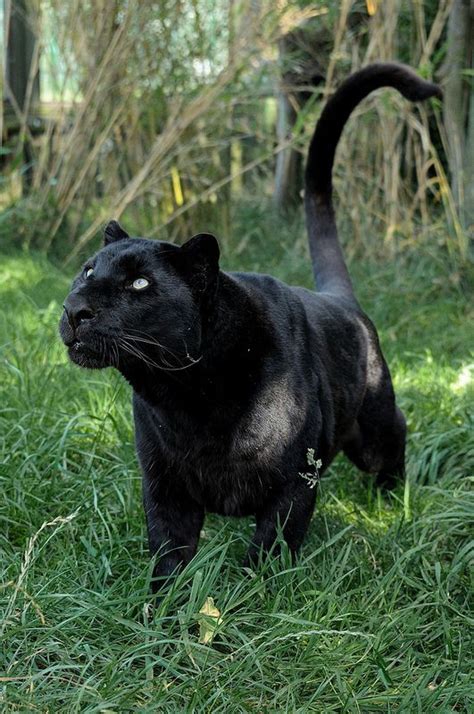 Panther Natural Habitat Repro