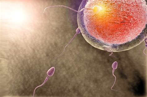 The Anatomy And Function Of Sperm Viera Fertility
