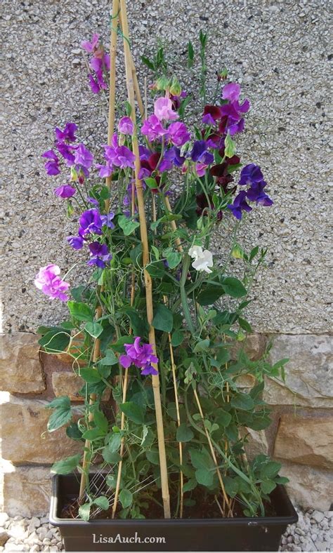 Sweet Peas Easy To Grow Fragranced Flowers From Seeds Hubpages