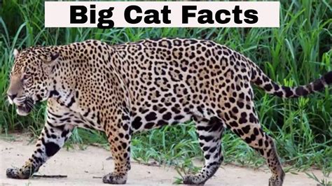 Big Cat Facts Youtube