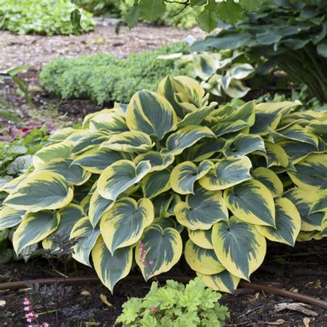 Hosta First Frost Perennial Resource