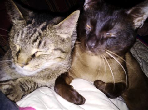 Lost and Found pets in Muhlenberg county