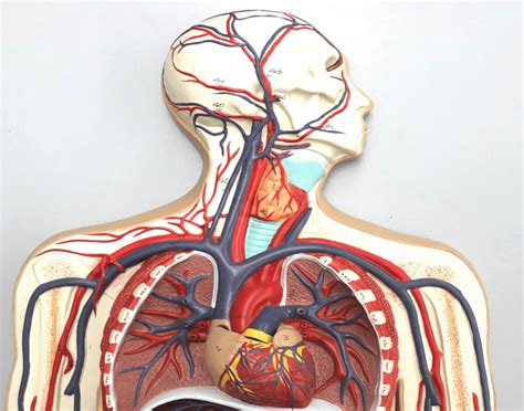 The arterial vascularization of the head and neck originates from the three main arteries at the aortic arch (fig. Shoulders, Head and Neck Major Blood Vessels