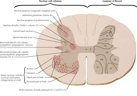 Neuroanatomy Of Spinal Cord Transverse Section With Laminae And