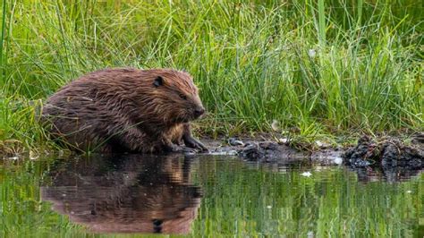 9 Interesting Facts About Beavers That You Will Be Surprised To Hear