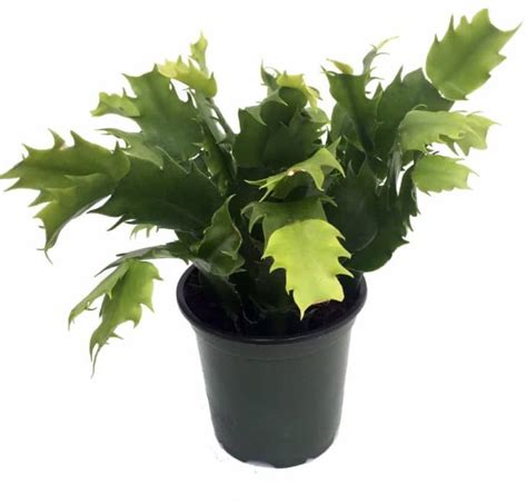 Proper care needs to be taken to ensure these plants stay … ideal for plants such as: Christmas Cactus Care - How to Grow & Maintain Christmas ...