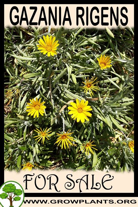 Newly harvested seeds,easy planting free shipping and top quality.be reassured please.we cooperated with gazania rigens, asteraceae gazania species. Gazania rigens for sale - Grow plants