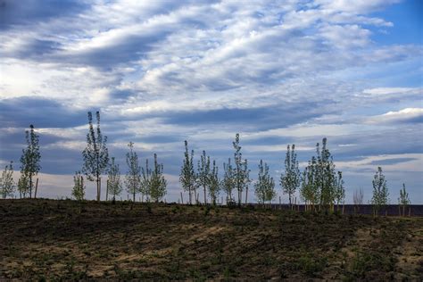 Trees Clouds And Sky Free Stock Photo Public Domain Pictures